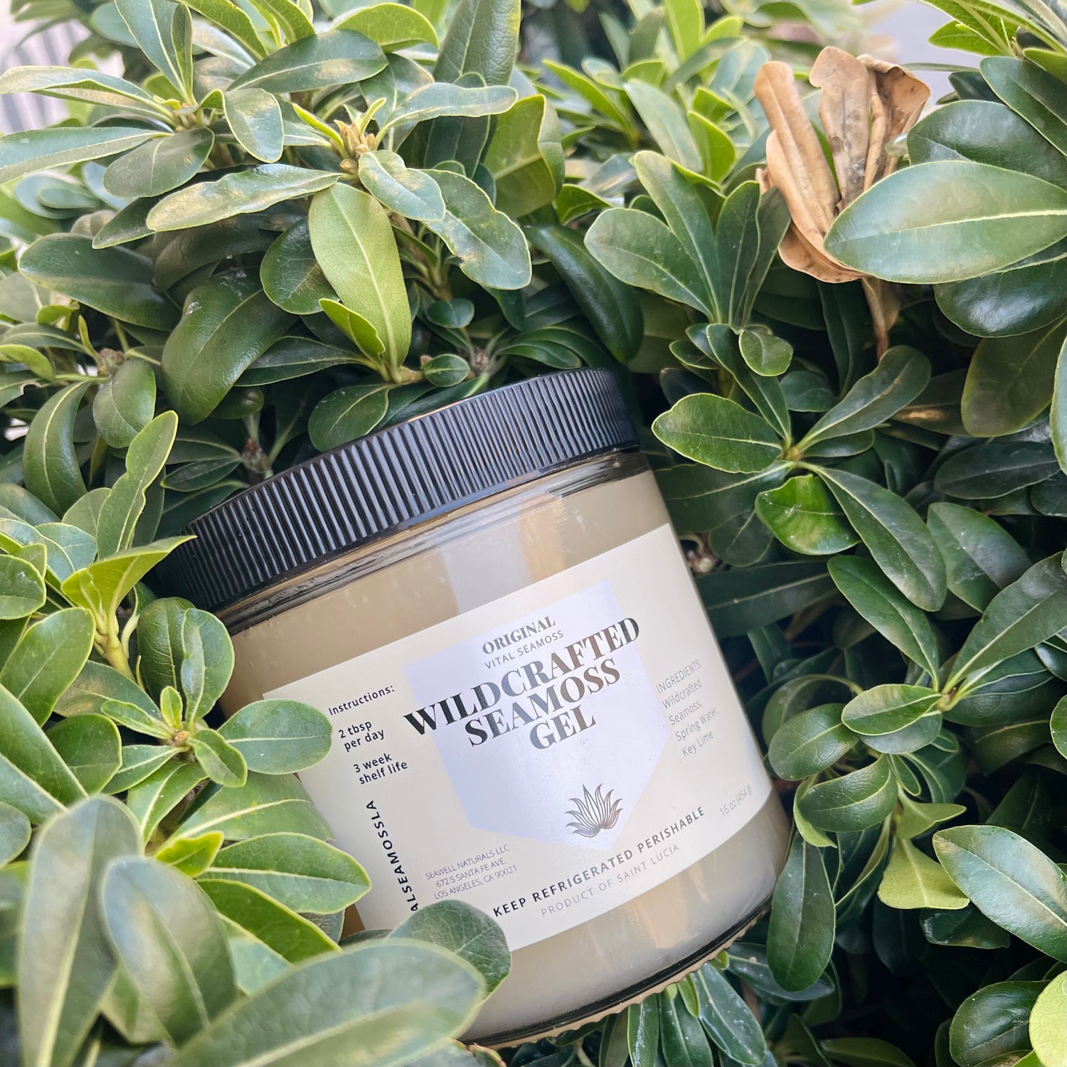 Wildcrafted Original Sea moss